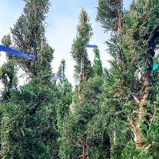Image result for spiral cut juniper trees