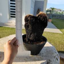 Image result for Coleochloa