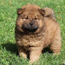 Rambo Chow Chow Puppy For Sale In Leola Pa Chow Chow Puppy Chow Puppies For Sale Chow Dog Breed