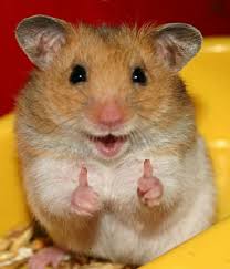 ◕‿◕)Animales graciosos y bonitos (◕‿◕) | Animales graciosos ...