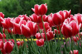 We did not find results for: 23 Best Free Spring Backgrounds And Wallpapers