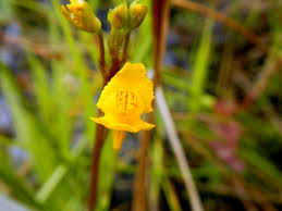 Image result for Utricularia simulans