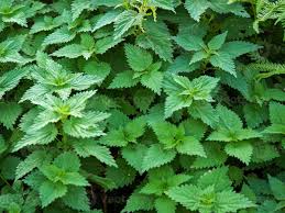 Image result for Urtica