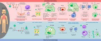 Australian sailing team at the. Integrative Overview Of Antibodies Against Sars Cov 2 And Their Possible Applications In Covid 19 Prophylaxis And Treatment Microbial Cell Factories Full Text