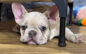  Why Taliaferro Kennels Stands Out