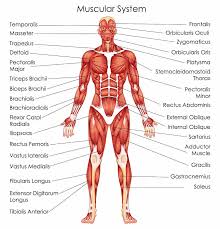 Anatomical diagram showing a front view of muscles in the human body. Anatomy For Exercise Lower Body Muscles Empower Your Wellness