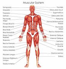 The gastrocnemius muscle has two large bellies, called the medial head and the lateral. Anatomy For Exercise Lower Body Muscles Empower Your Wellness