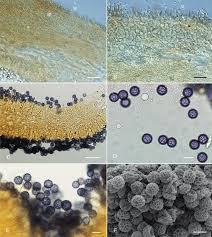 Image result for Adenolobus pechuelii