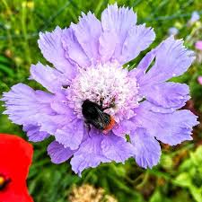 Meine Skabiose Zieht Auch Dieses Jahr Wieder Eine Menge Viecher An Garten Gartenliebe Gartengestaltung Gartengluck G Instagram Pictures Instagram Bee