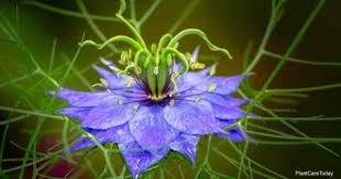 Nigella plant info says this specimen will grow in a variety of soil types, but prefers a rich, fertile. Nigella Flower Care How To Grow Love In A Mist Plant