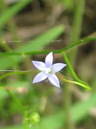 Image result for Wahlenbergia ramosissima