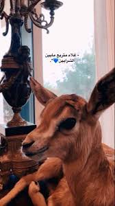 pin by فتاه لطيفه on اشعار وحركات love quotes funny really funny pictures cover photo quotes