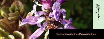 Image result for Coleus caninus