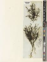 Image result for Anticharis