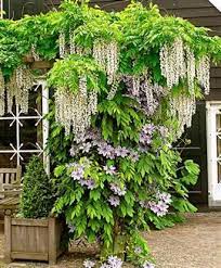 Wisteria And Clematis Freaking Gorgeous I Will Try This One Time Wisteria Garden Dream Garden Garden Inspiration