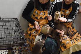 We love our exotic pet customers, so feel free to visit during normal business hours. These Otters Are Popular Pets In Asia That May Be Their Undoing The New York Times