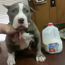 Typically blue nose puppies have two blue noses parents but. Blue Nose Pitbull Puppies For Sale Near Me Pet S Gallery