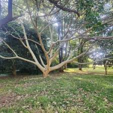 Image result for Ficus bubu