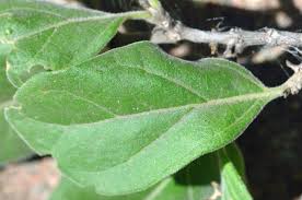 Image result for Afrocanthium ngonii