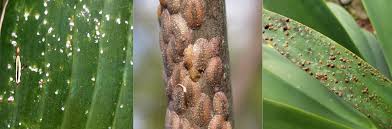 Image result for scale on plant