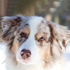 Anonymous every article or person i have talked to in regards to hair cutting says different things; Australian Shepherd Pdsa