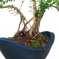 Image result for Phyllanthus udoricola