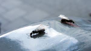 The other thing are drain flies.but those are really tiny and this looks more fruit fly sized. Why Tiny Flying Bugs Were All Over Philly Last Night On Top Of Philly News