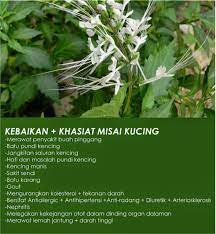 Daun kumis kucing segar sebanyak 1/4 genggam direbus dalam 1 gelas air. Kopi Veteran Hq Pokok Misai Kucing Khasiat Misai Facebook