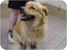 Please only serious inquiries this is breaking my heart but my other dogs can't play and be dogs with him around he. Marshalltown Ia Golden Retriever Meet Emmy A Pet For Adoption