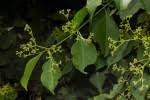 Image result for Hippocratea indica
