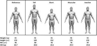 Total muscles in the human body?. Frontiers Simple Skeletal Muscle Mass Estimation Formulas What We Can Learn From Them Endocrinology