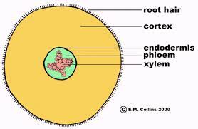 Maybe you would like to learn more about one of these? Stem Root Anatomy