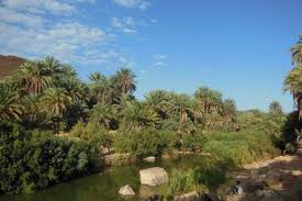 مرض غريب يهدد بفقدان محصول التمور في واحات تيغجيجت بكلميم