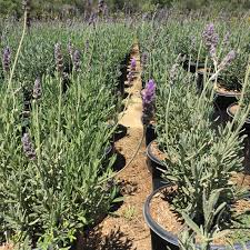 Image result for Lavandula dentata