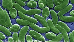 Flesh-eating bacteria that could kill in 2 days found in Long Island waters: report