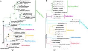 Image result for Behnia reticulata