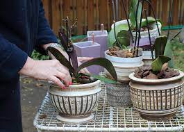 Beim umtopfen von orchideen gibt es einiges zu beachten. Orchideen Umtopfen Orchideen Eu