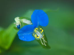 Image result for Commelina petersii