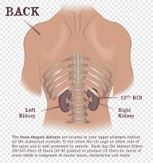 The ribcage's intercostals muscles help keep organs protected; Dr Gaytri Gandotra Rib Cage Kidney Shoulder Vertebral Column Kidney Abdomen Organ Png Pngegg