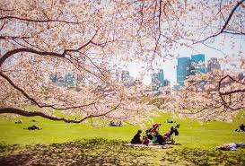 Because of the range of elevation, the blooming season is staggered by a couple of days between the shimo (lower), naka (middle) and kami (upper) senbon areas as the blossom front gradually moves up the mountain. Best Places To See Cherry Blossoms As A Family In Nyc Mommypoppins Things To Do In New York City With Kids