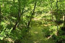 Nature & Yoga Retreat: Beaman Park Experience