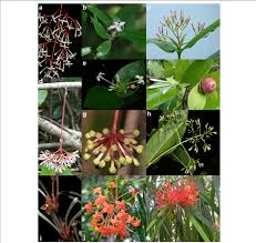 Image result for Ixora fastigiata