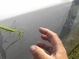 We did not find results for: Funny Video Praying Mantis Bug High Five Make You Laugh Youtube