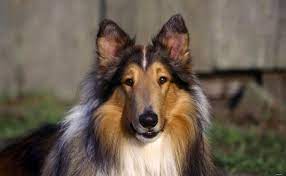 Download Collie Dog 1920x1200 Hd Wallpaper Honden Collie Hondjes