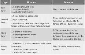 Neurovascular planes of the sole: Foot Muscles Layers And Compartments Epomedicine