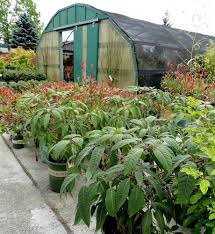 Image result for Geigeria brevifolia