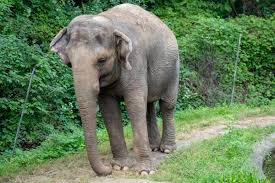 Check spelling or type a new query. Elephant News From 1 Elephant News