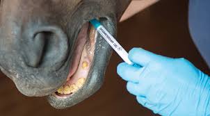 Equine anesthesia