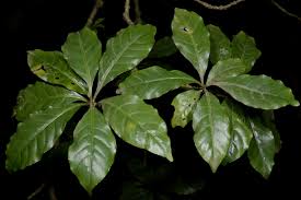 Image result for Chassalia parvifolia