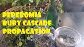 Check spelling or type a new query. Peperomia Ruby Cascade Propagation Update 1 Youtube